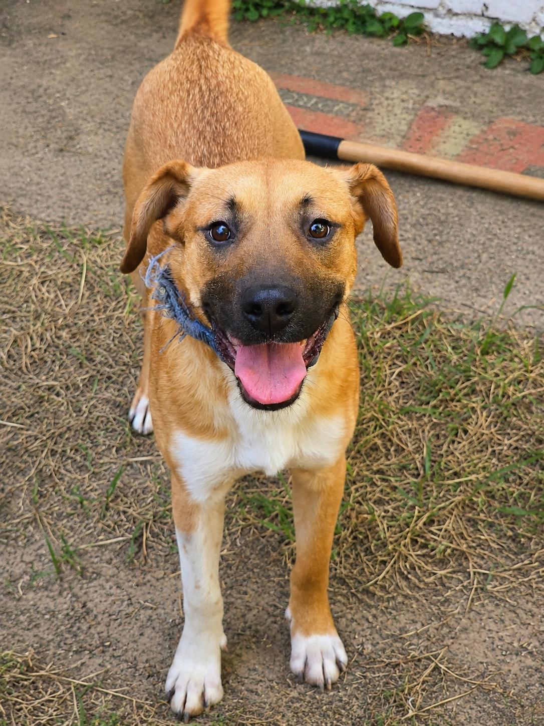 Charlie, ADOPTABLE, Young Male Labrador Retriever & Black Mouth Cur.