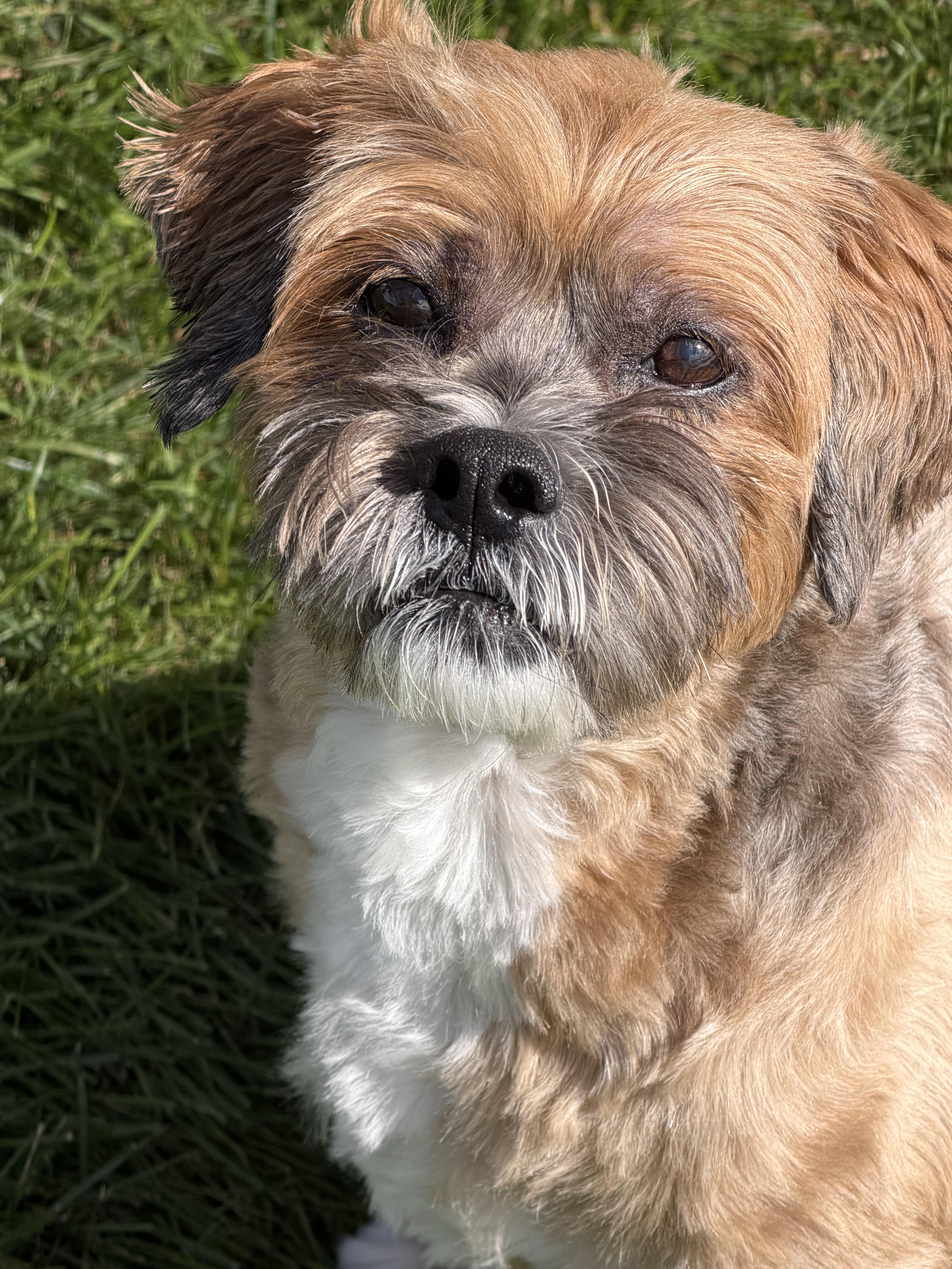 Enlarge Chewy, a Adoptable Lhasa Apso in Watertown, WI image 2/6
