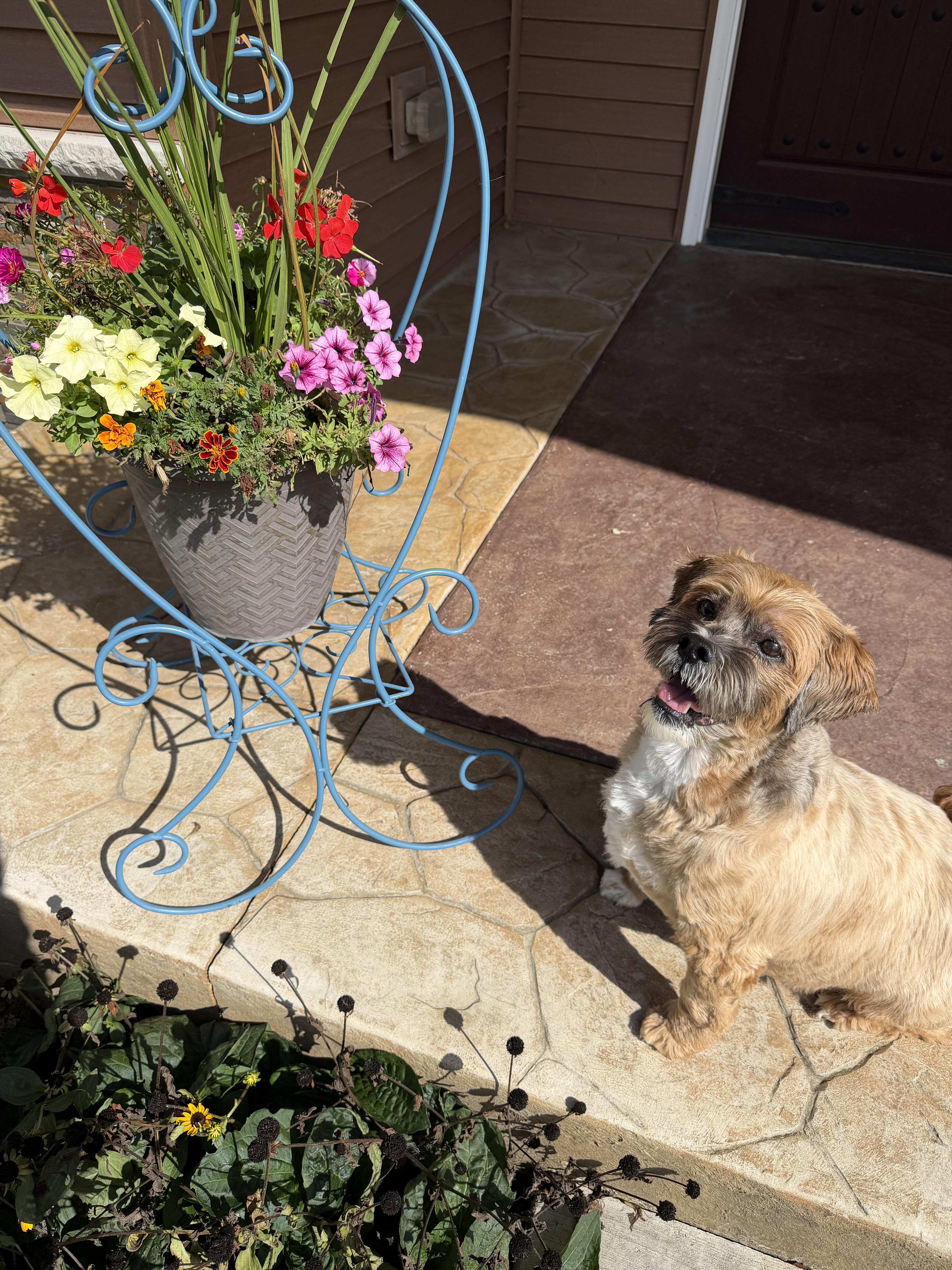 Enlarge Chewy, a Adoptable Lhasa Apso in Watertown, WI image 4/6