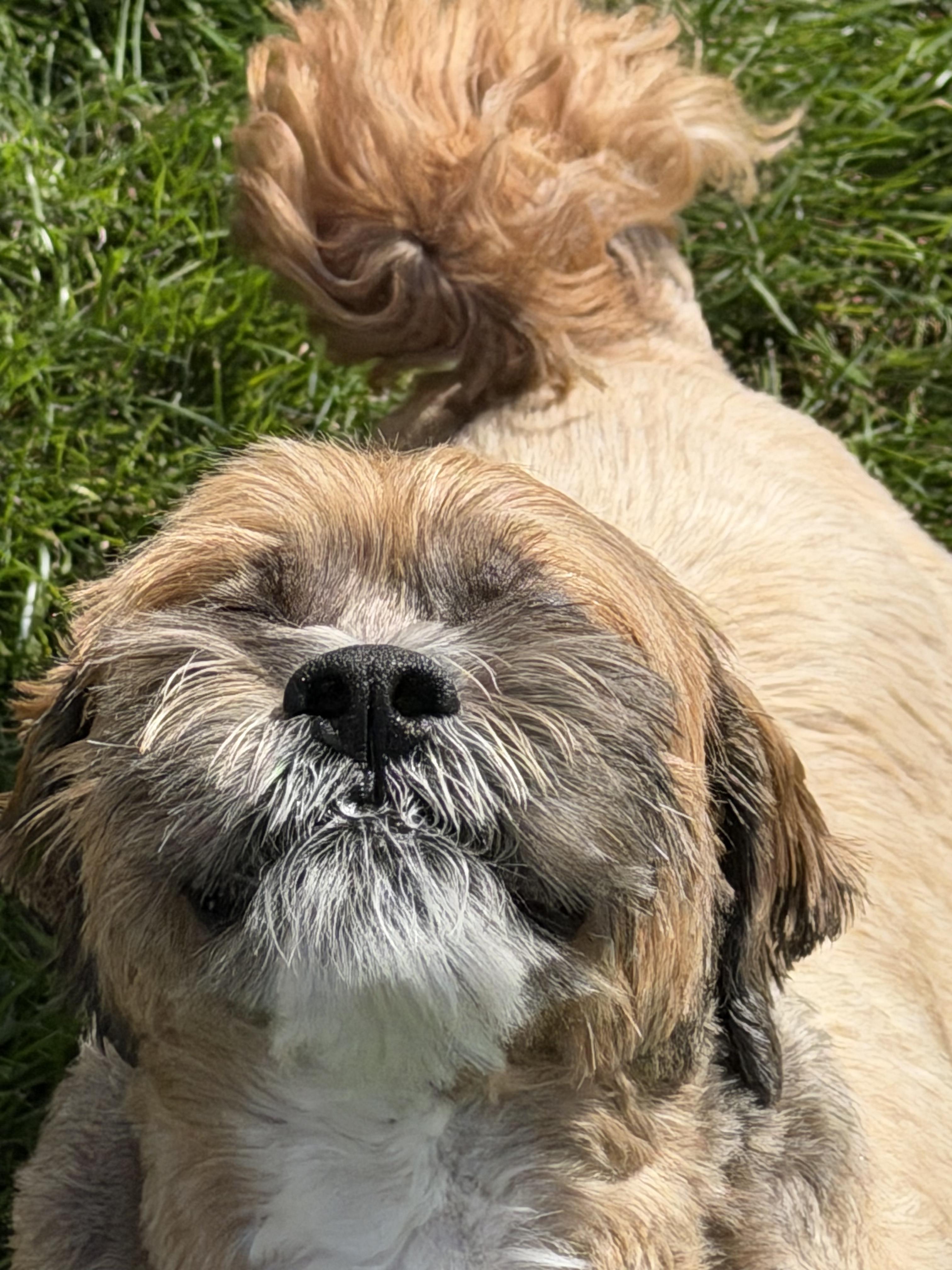 Enlarge Chewy, a Adoptable Lhasa Apso in Watertown, WI image 3/6
