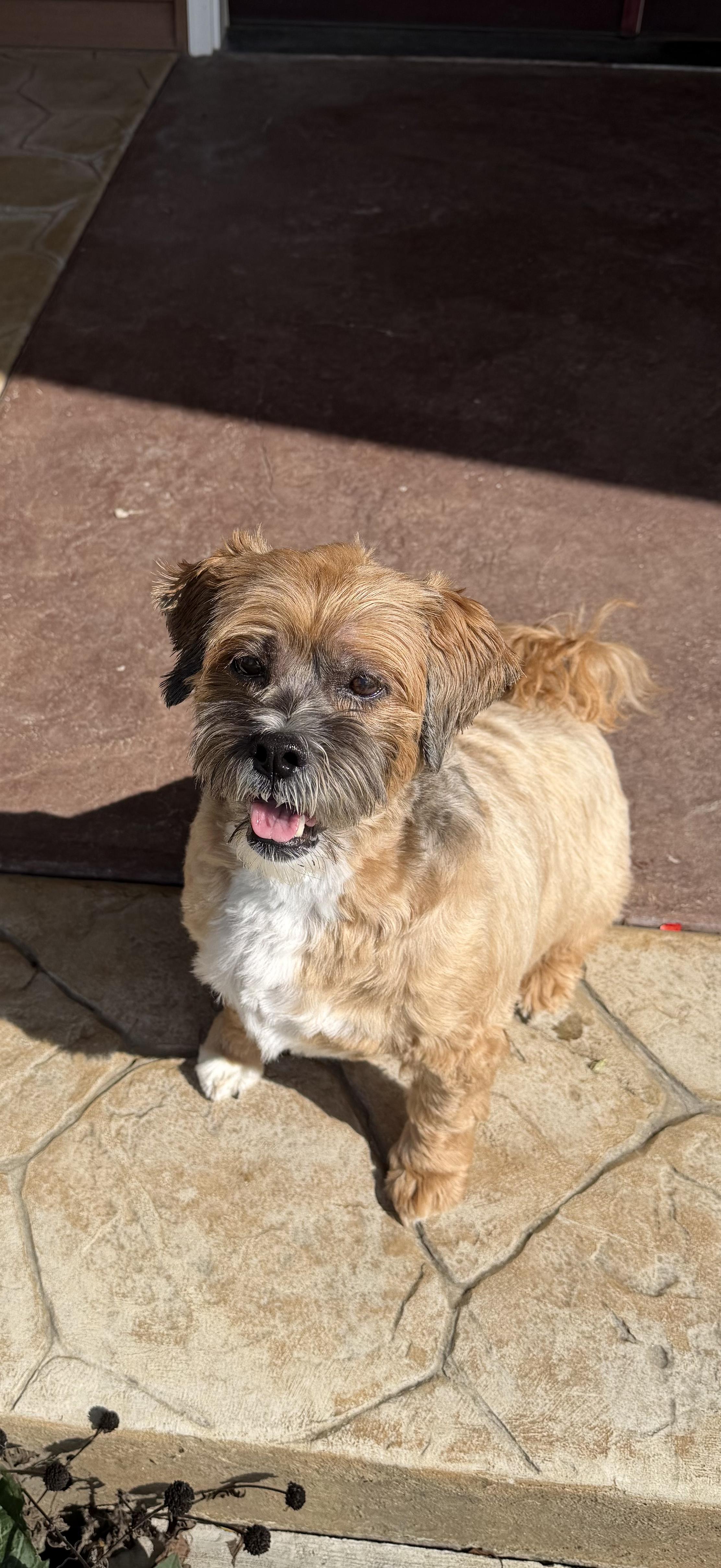 Enlarge Chewy, a Adoptable Lhasa Apso in Watertown, WI image 5/6