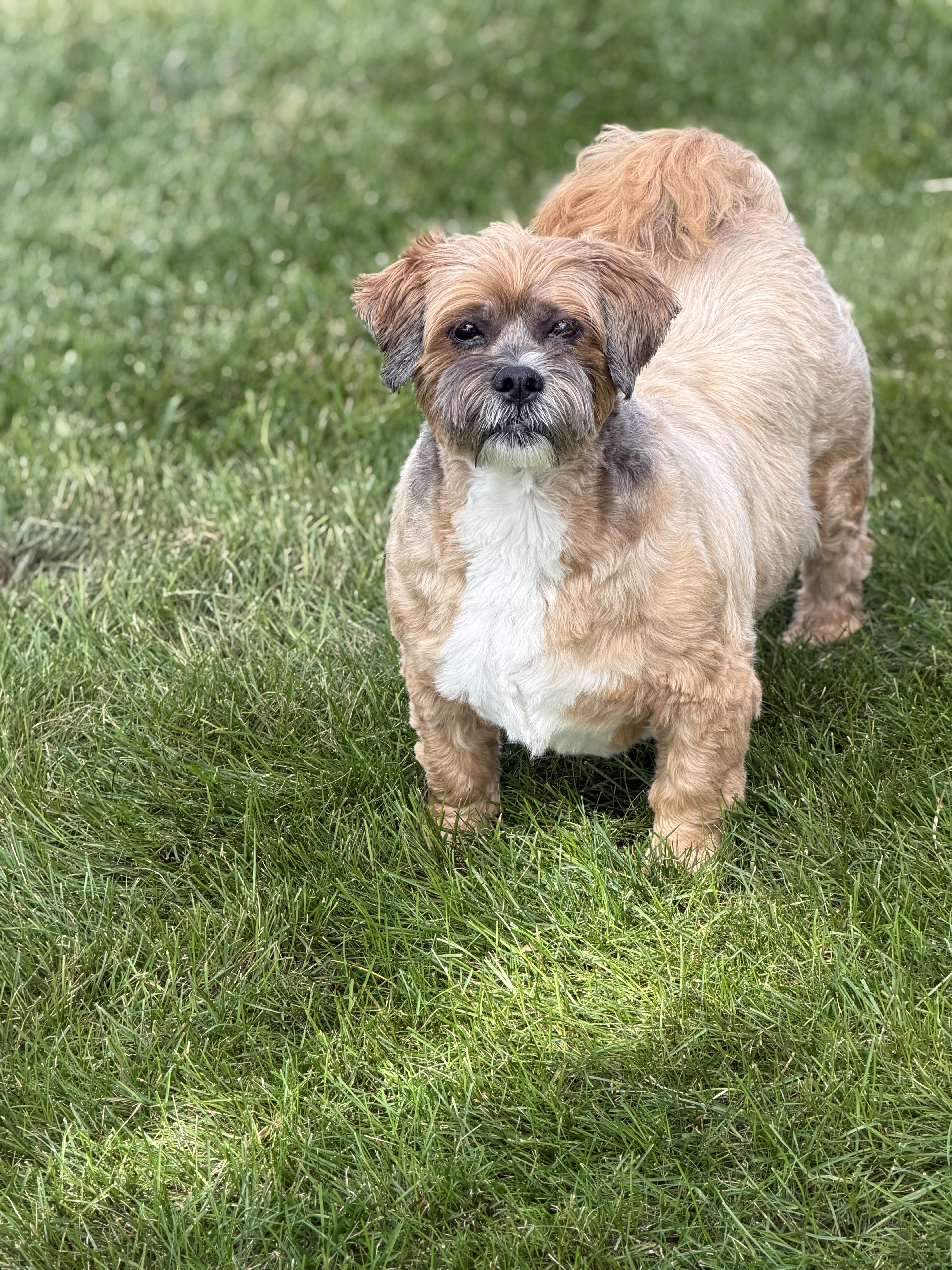 Enlarge Chewy, a Adoptable Lhasa Apso in Watertown, WI image 6/6