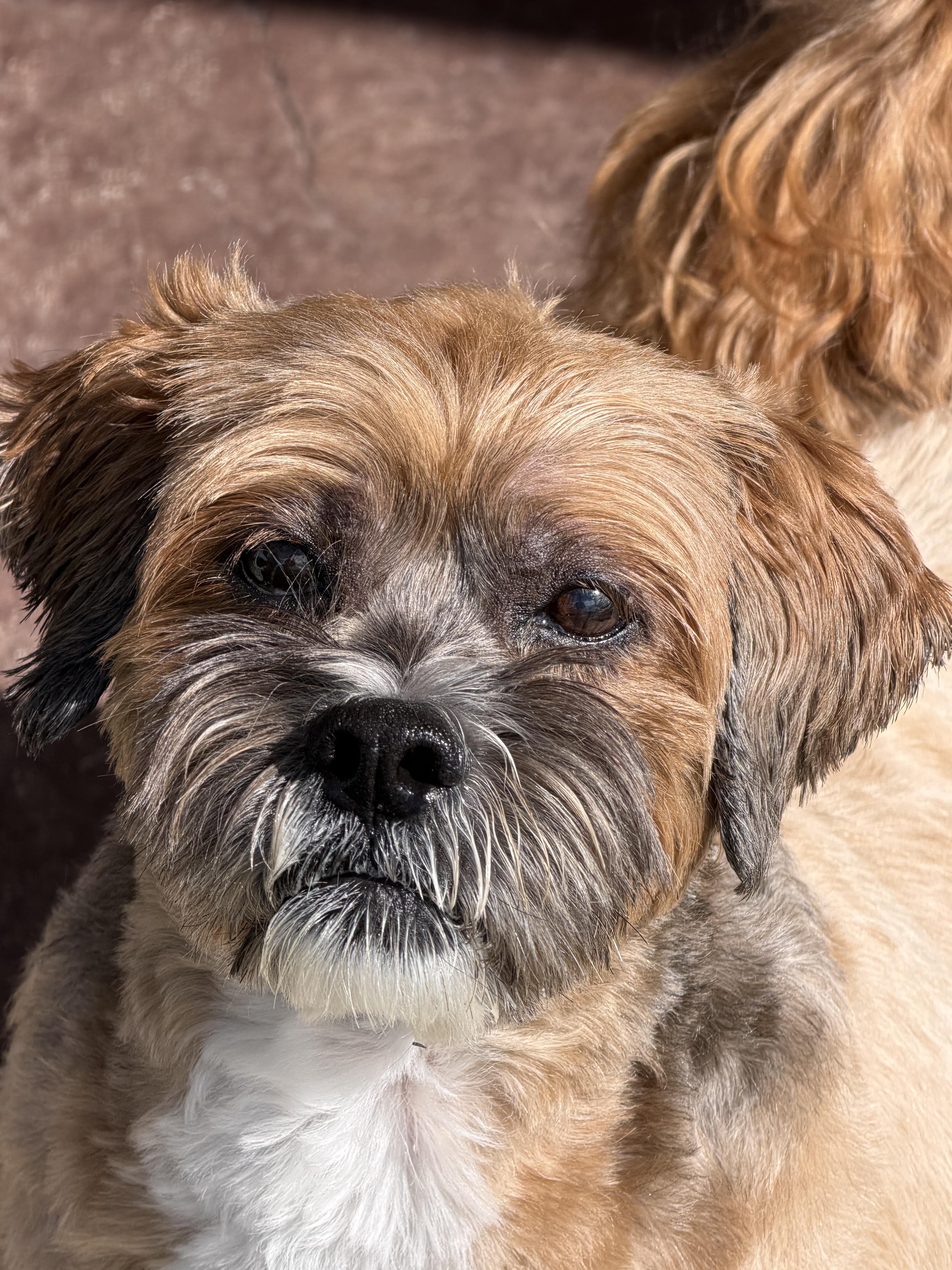 Chewy, Adoptable, Senior Male Lhasa Apso.