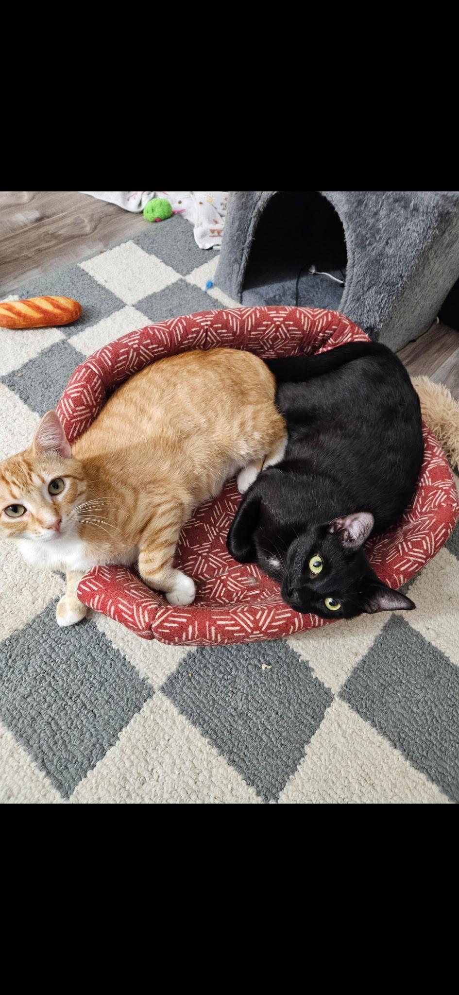 Midnight, Adopted, Young Male Domestic Short Hair.