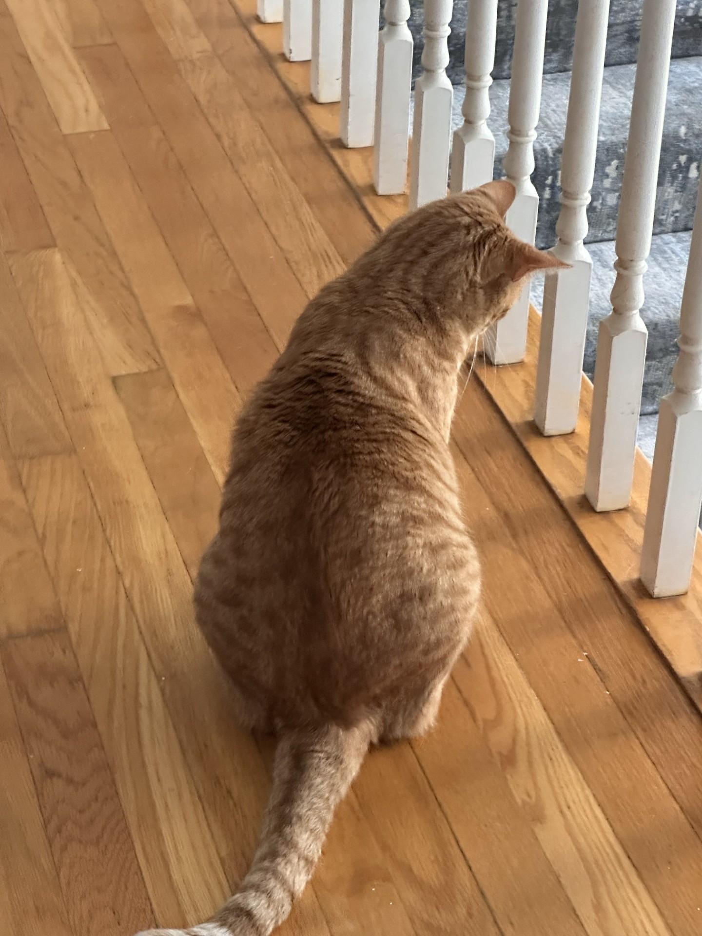 Enlarge Oscar (Bev-fostered in New England), a Adoptable mixed breed in Warwick, RI image 3/6