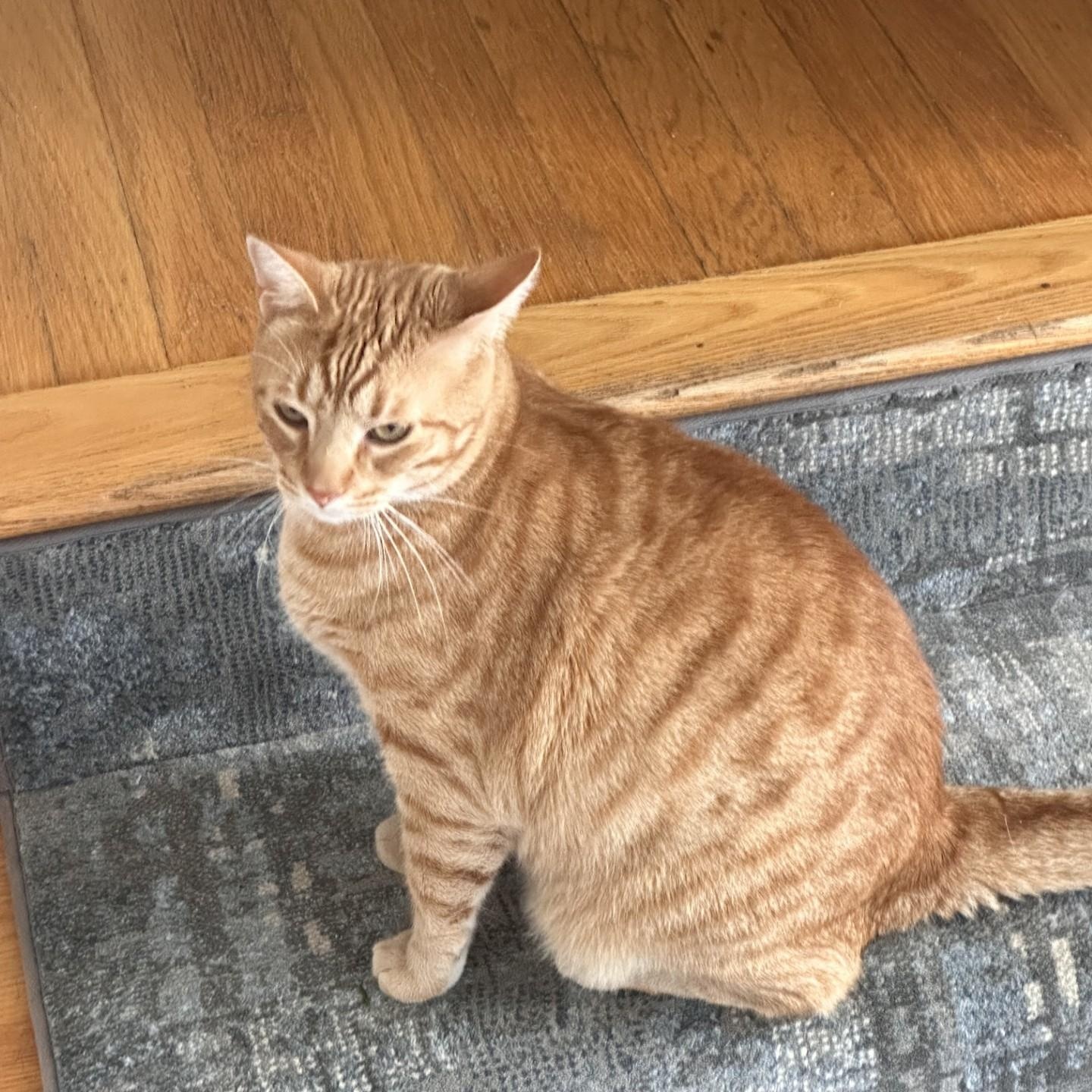 Enlarge Oscar (Bev-fostered in New England), a Adoptable mixed breed in Warwick, RI image 6/6