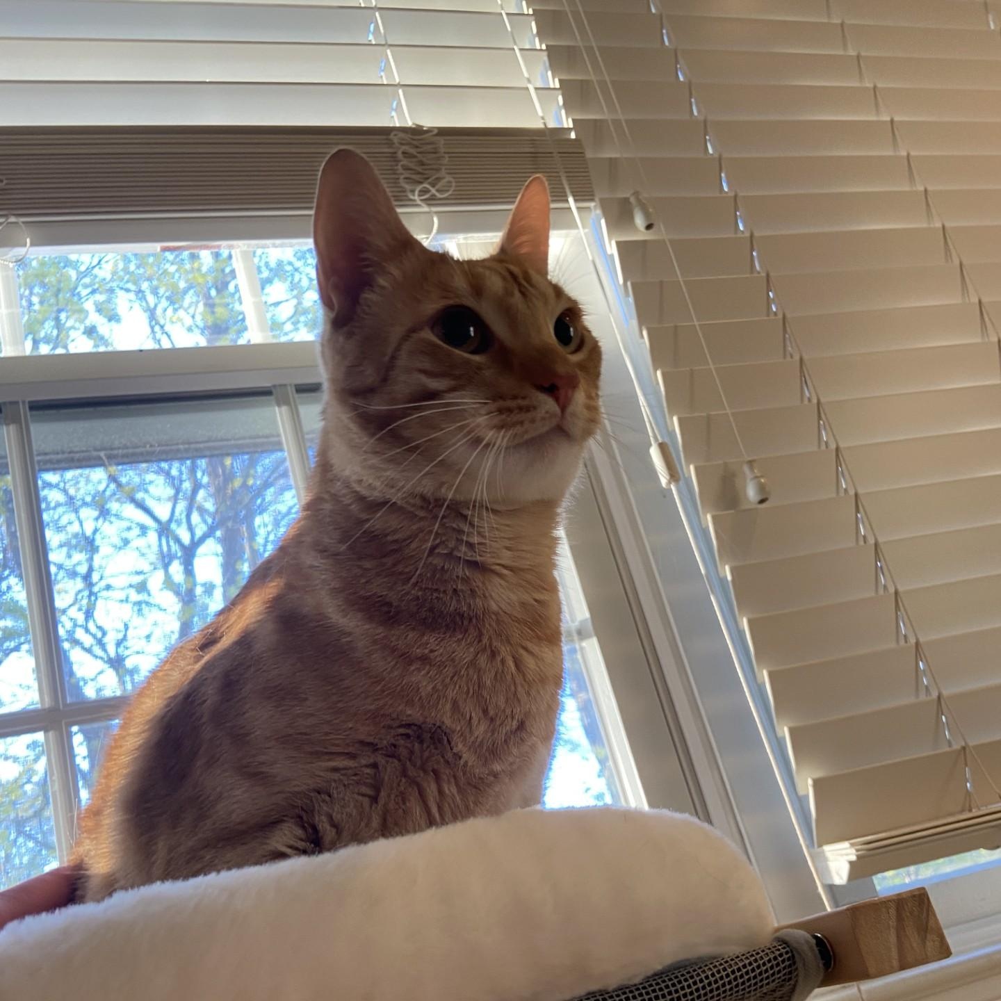 Enlarge Oscar (Bev-fostered in New England), a Adoptable mixed breed in Warwick, RI image 5/6