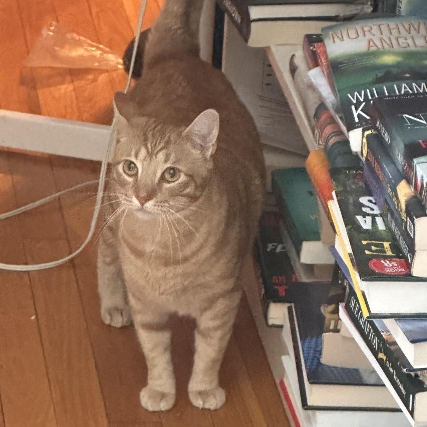 Oscar (Bev-fostered in New England), Adoptable, Adult Male Domestic Short Hair & Tabby.