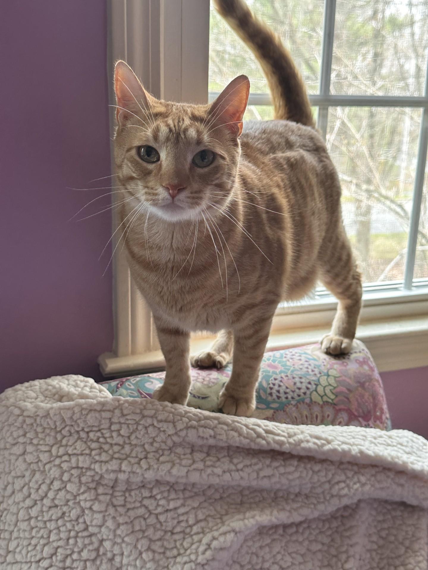 Enlarge Oscar (Bev-fostered in New England), a Adoptable mixed breed in Warwick, RI image 4/6