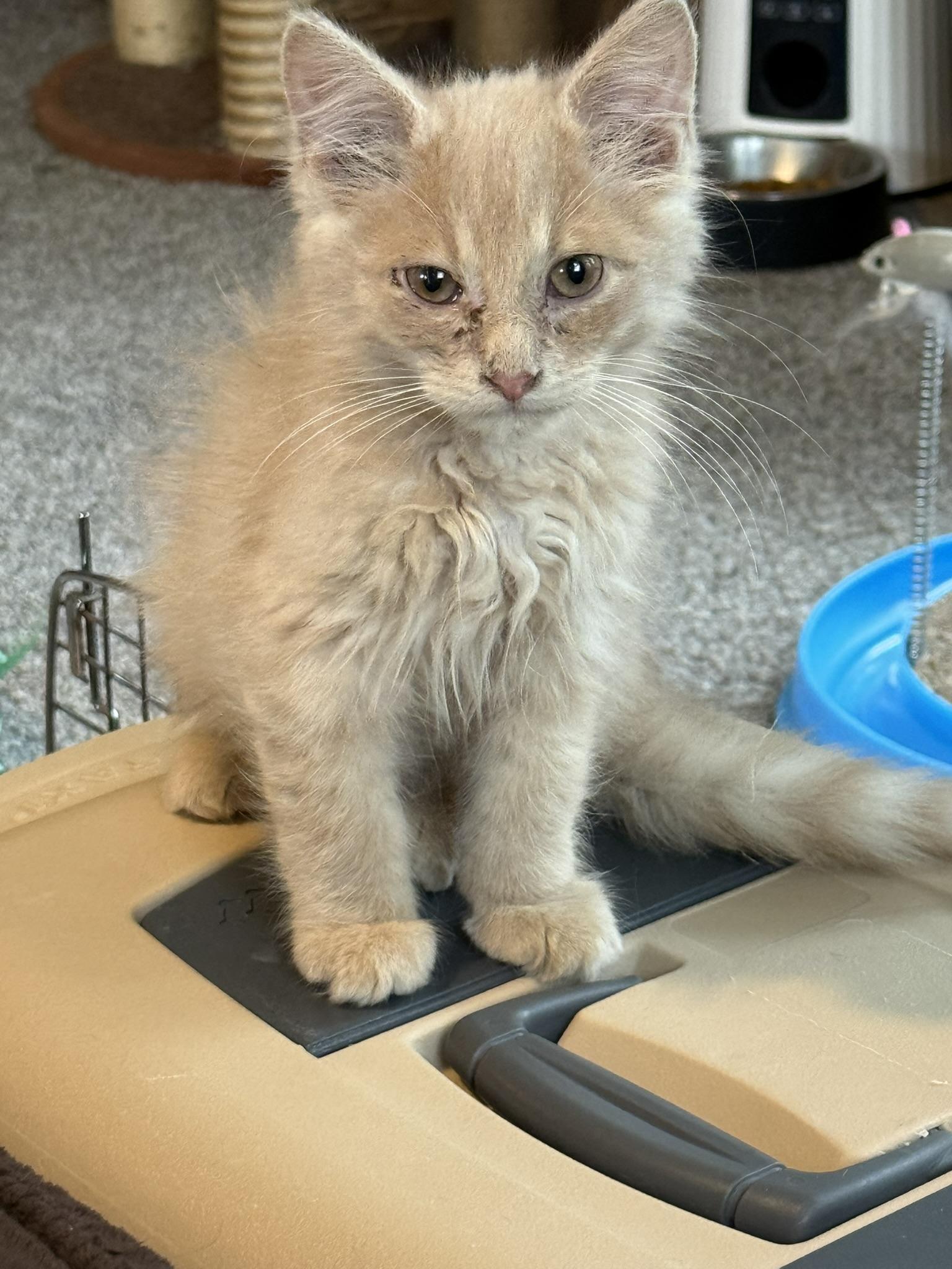 Gilbert