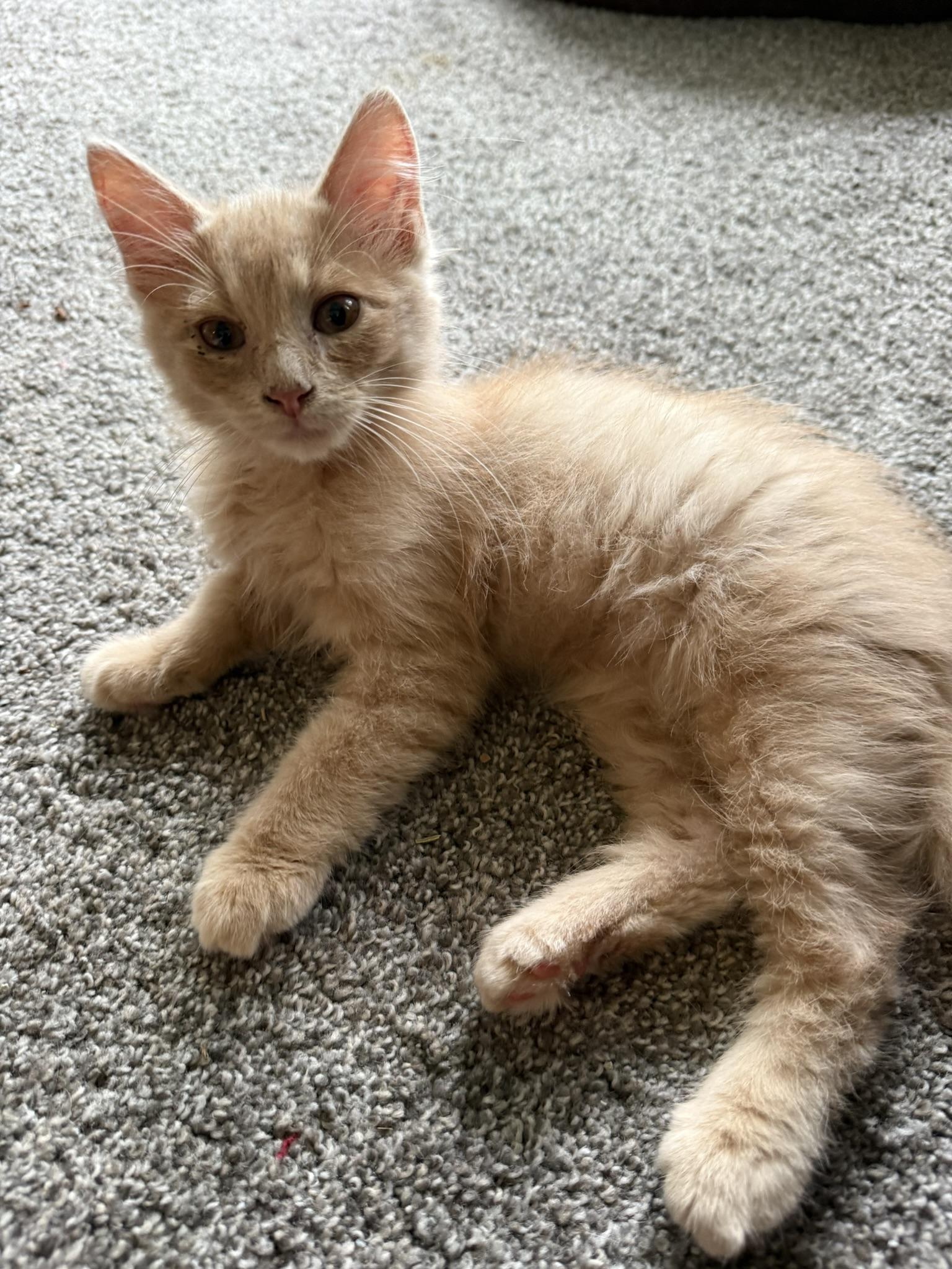 Gilbert