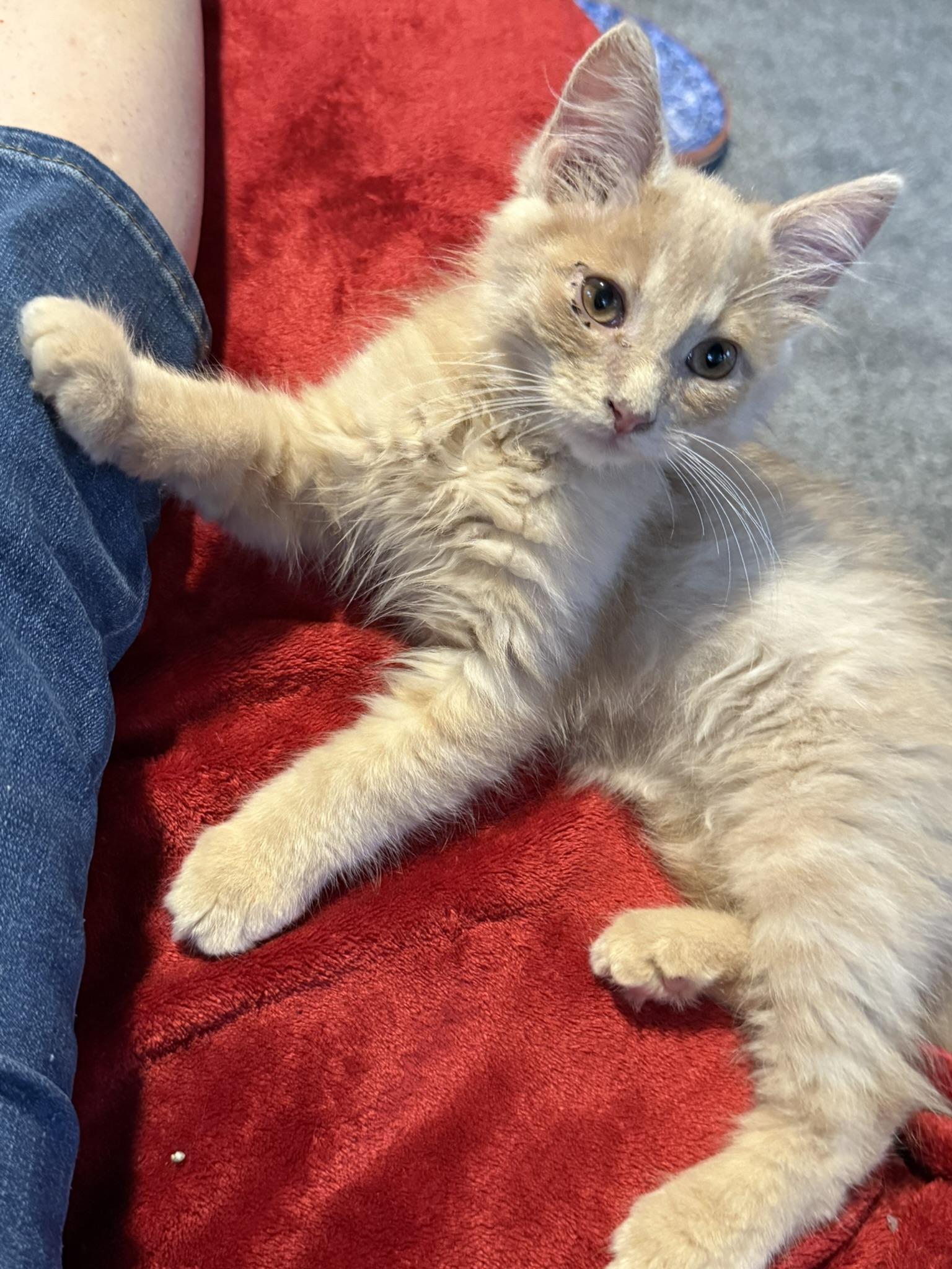 Gilbert