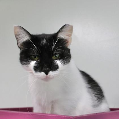 Oyster, a Adoptable Domestic Short Hair in Batavia, OH image 1/3
