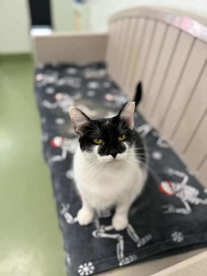 Oyster, a Adoptable Domestic Short Hair in Batavia, OH image 3/3