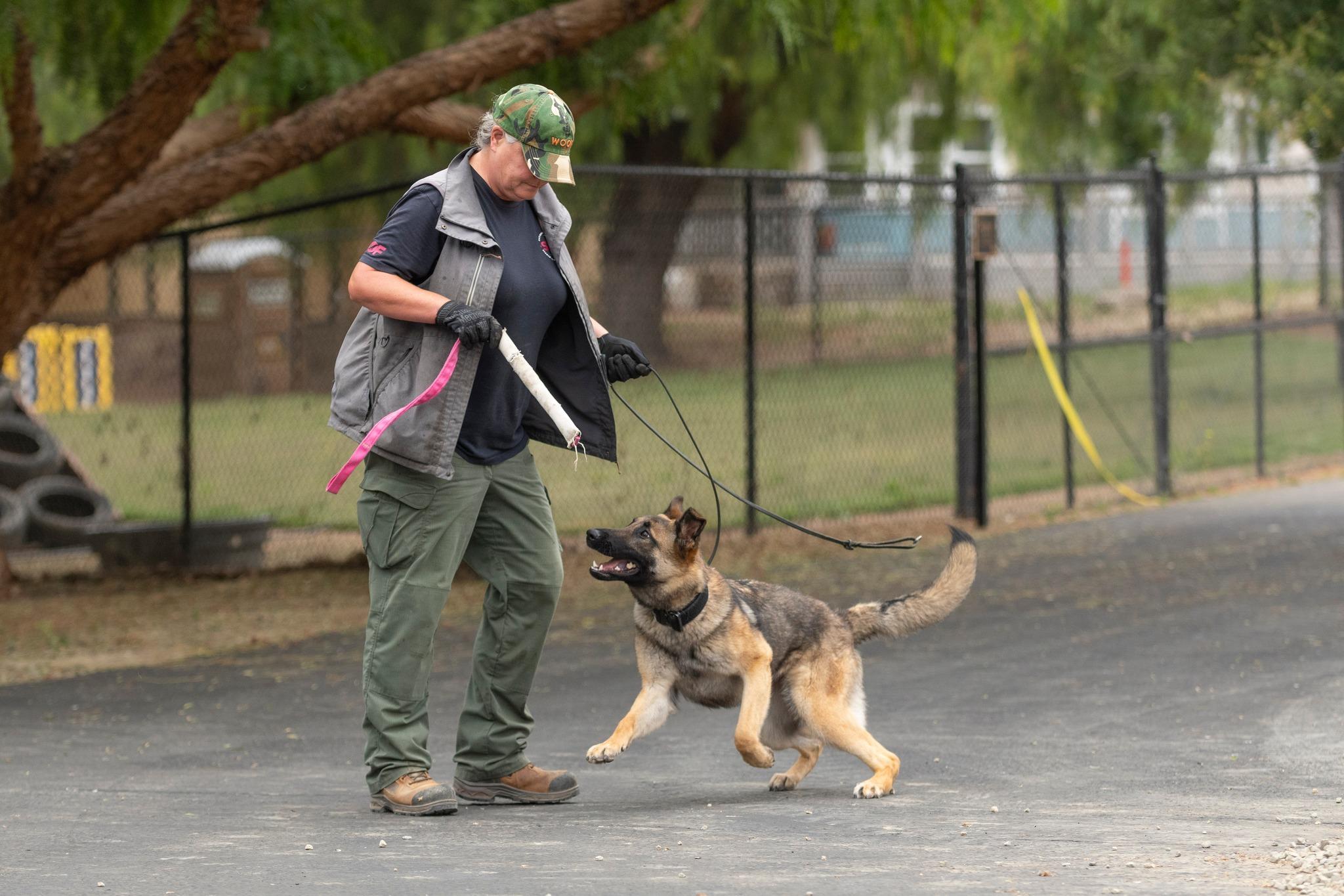 Ocean, a Adopted mixed breed in Santa Paula, CA image 1/4