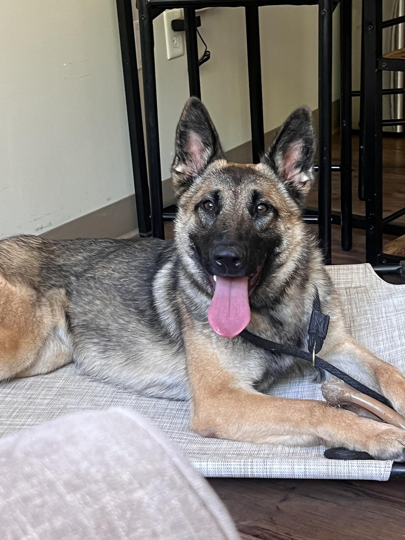 Ocean, a Adopted mixed breed in Santa Paula, CA image 2/4