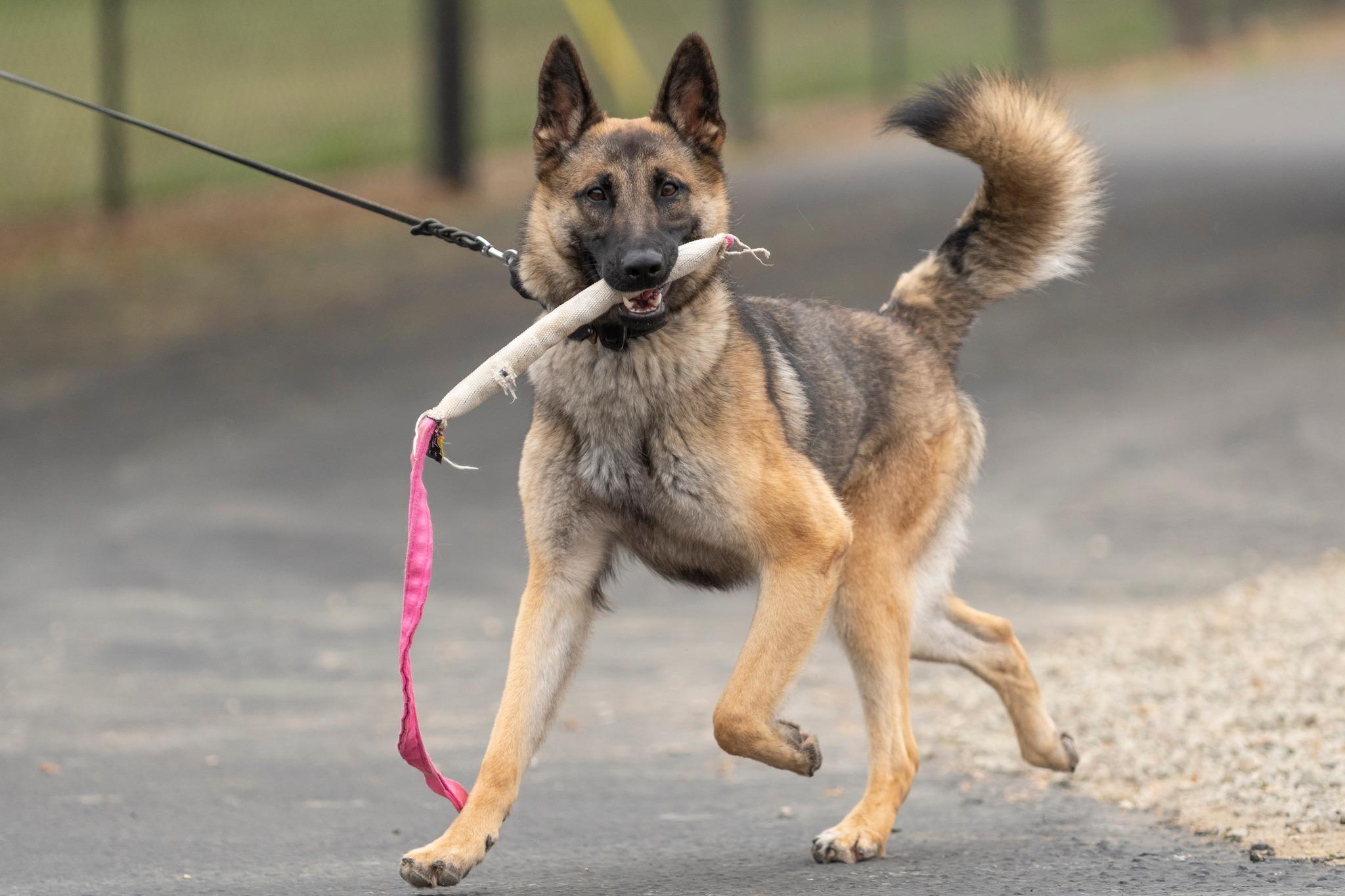 Ocean, Adopted, Young Female German Shepherd Dog.