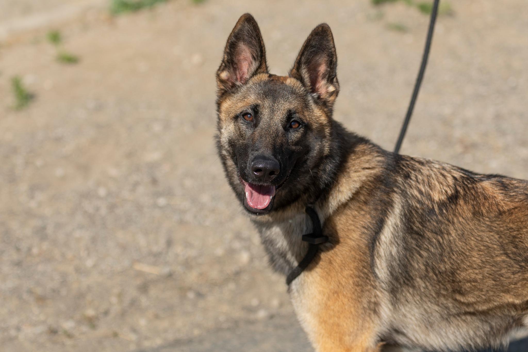 Ocean, a Adopted mixed breed in Santa Paula, CA image 4/4