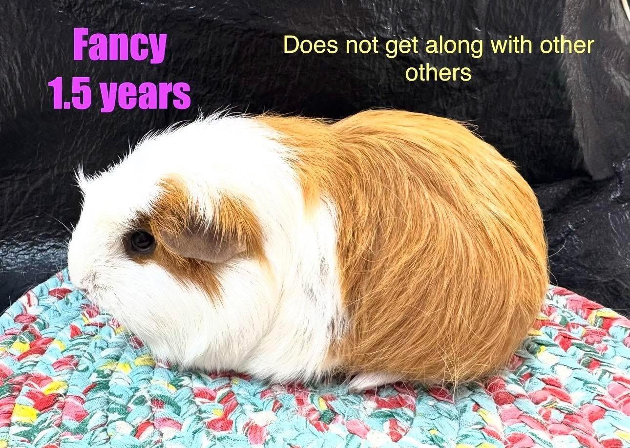 Enlarge Fancy , an adopted Guinea Pig in Red Oak, IA image 1/1