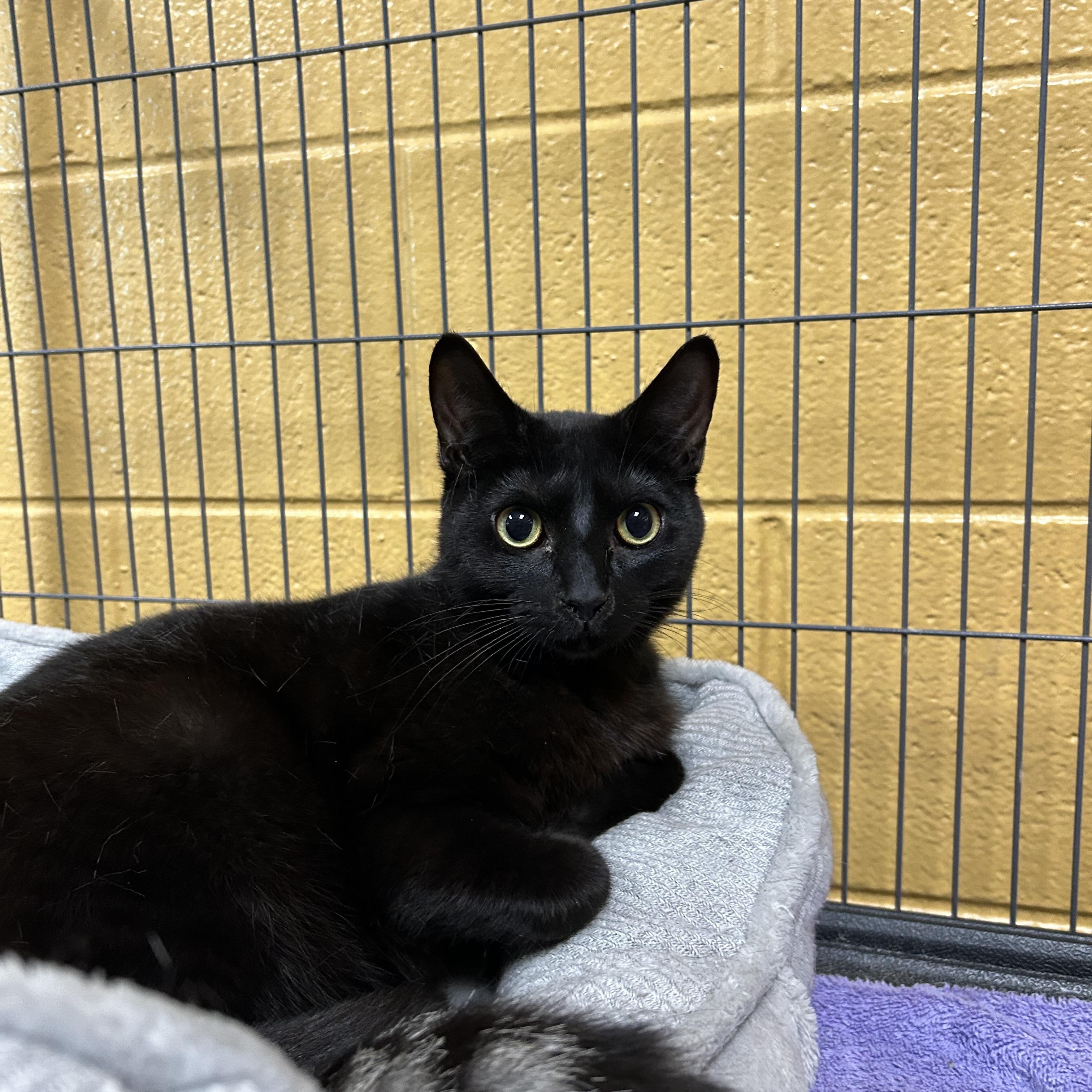 Enlarge Rowe (Pounce Cafe), an adoptable Domestic Short Hair in Charleston, SC image 1/1