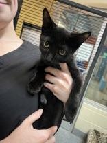 Enlarge Rowe, an adoptable Domestic Short Hair in Charleston, SC image 1/1
