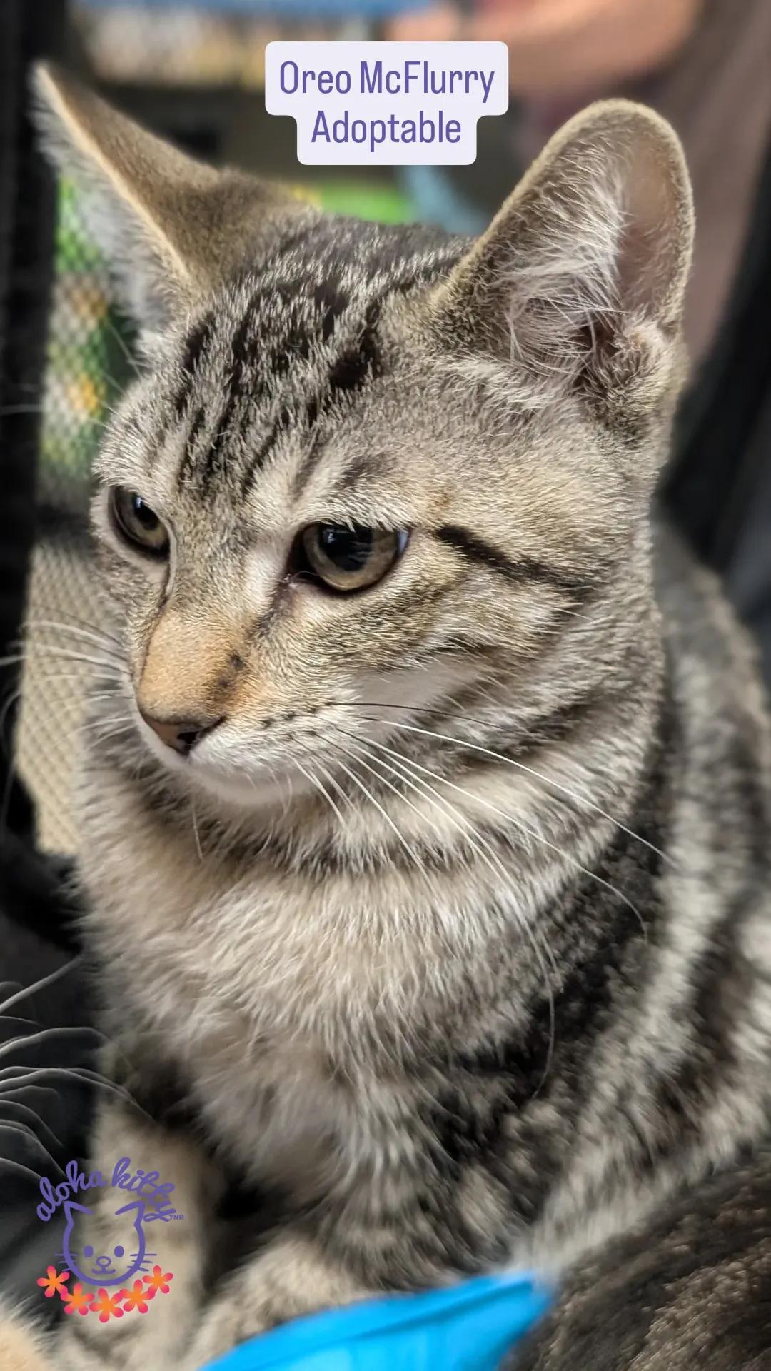 Enlarge Oreo McFlurry, a Adoptable Domestic Short Hair in Honolulu, HI image 1/1