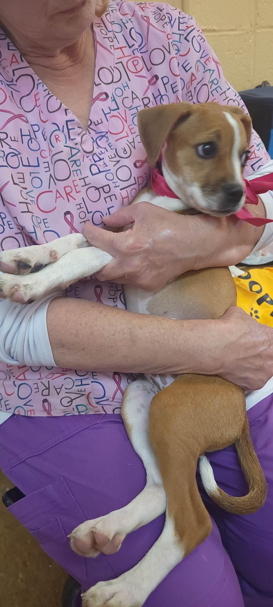 Enlarge Sugar, a Adopted mixed breed in Orangeburg, SC image 1/3