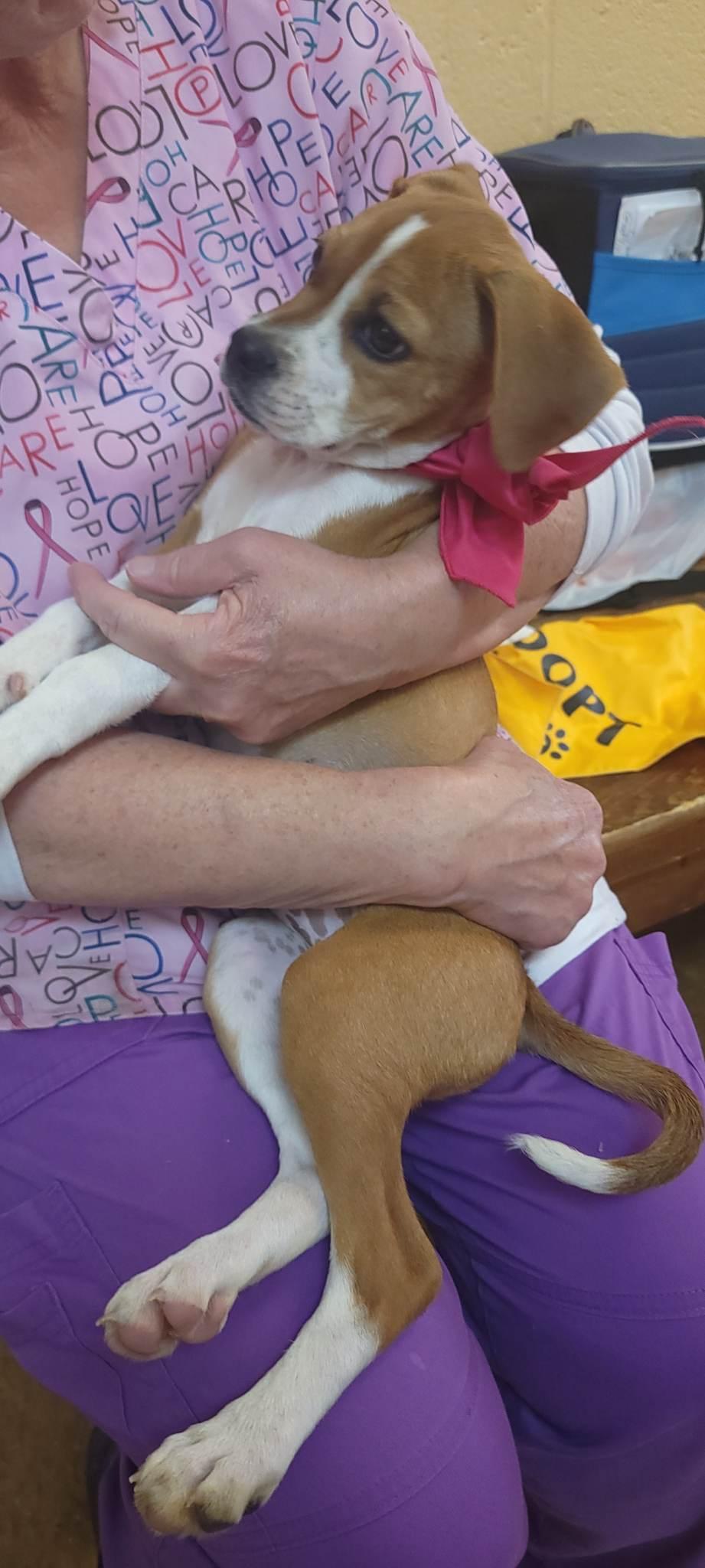 Enlarge Sugar, a Adopted mixed breed in Orangeburg, SC image 2/3