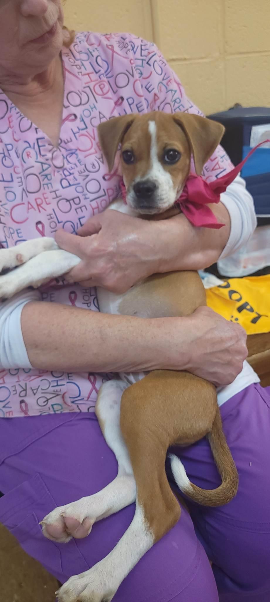 Enlarge Sugar, a Adopted mixed breed in Orangeburg, SC image 3/3