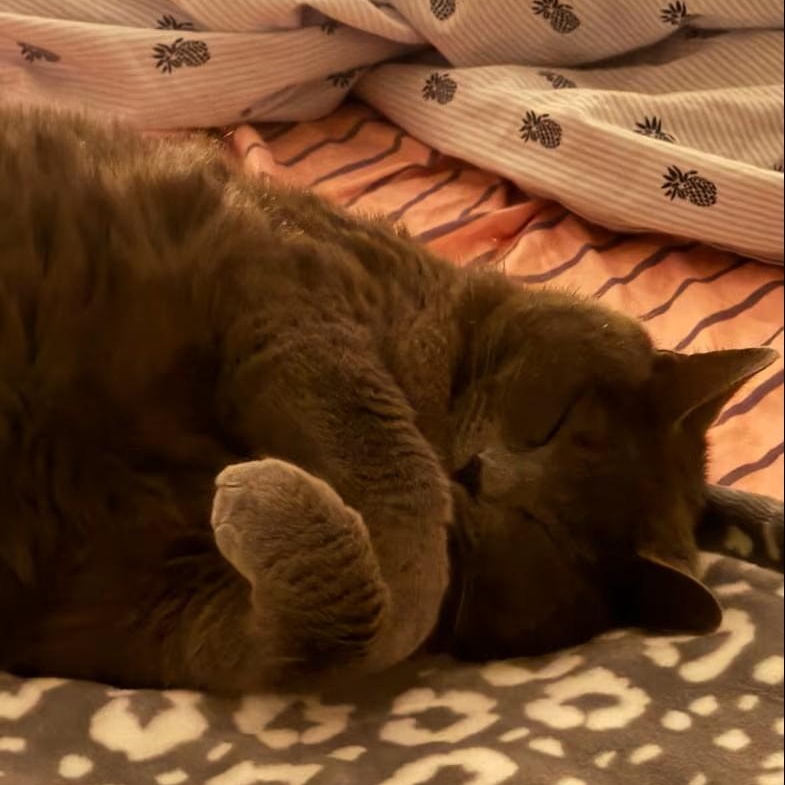 Enlarge Pip, a ADOPTABLE Domestic Short Hair in Rockford, MI image 5/6