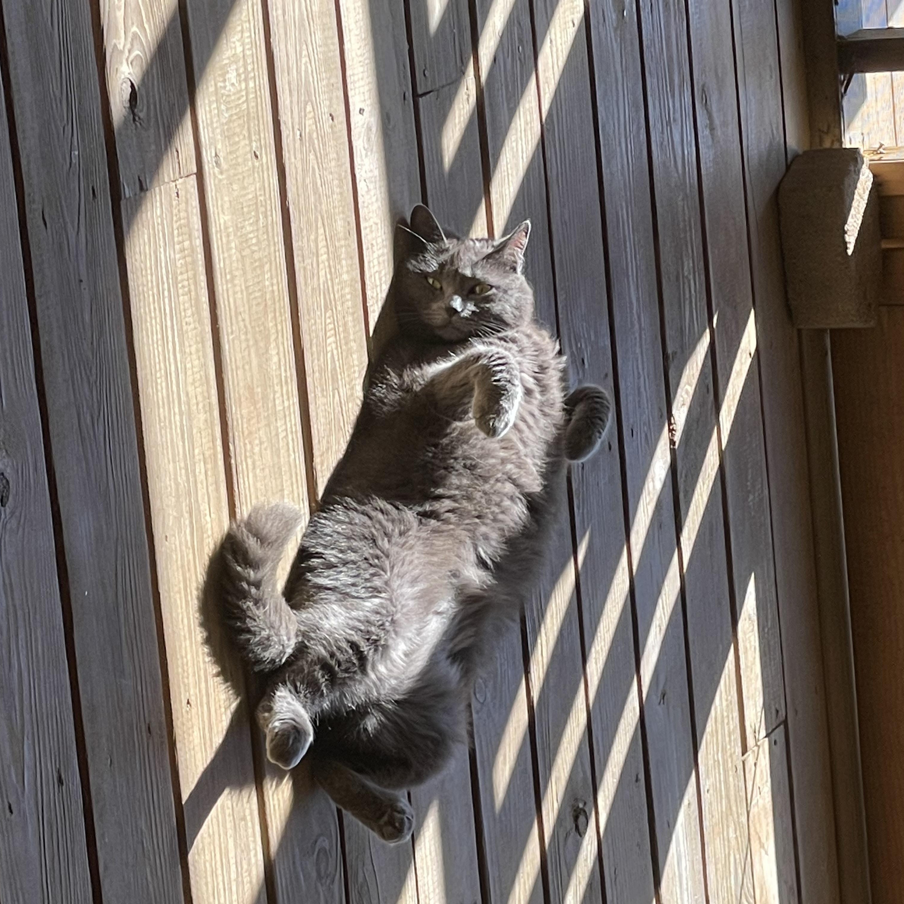 Enlarge Pip, a ADOPTABLE Domestic Short Hair in Rockford, MI image 6/6