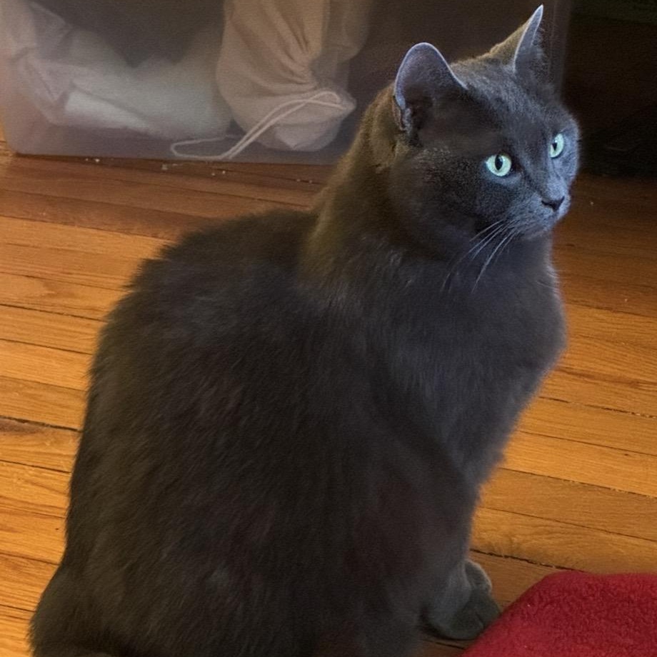 Enlarge Pip, a ADOPTABLE Domestic Short Hair in Rockford, MI image 1/6