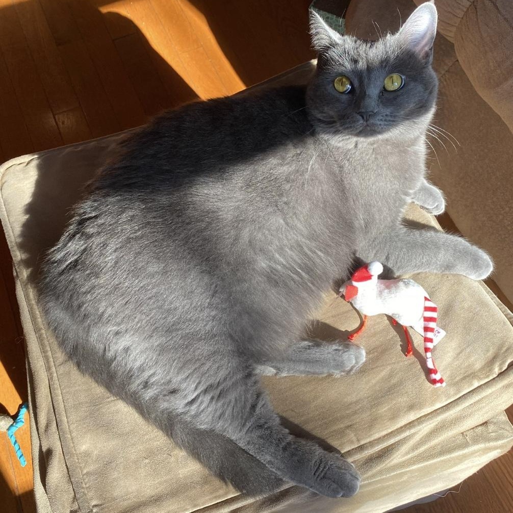 Enlarge Pip, a ADOPTABLE Domestic Short Hair in Rockford, MI image 4/6