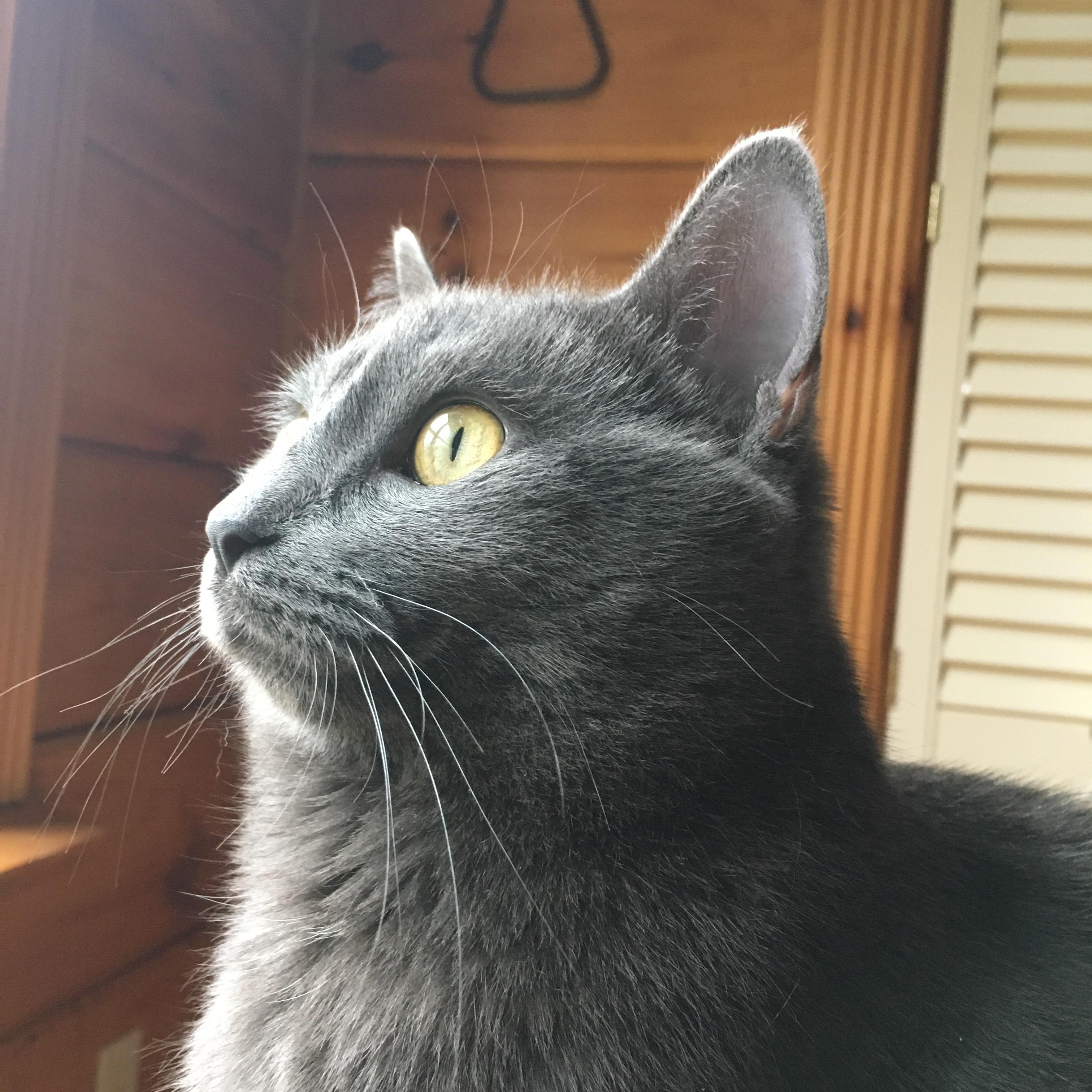 Enlarge Pip, a ADOPTABLE Domestic Short Hair in Rockford, MI image 3/6