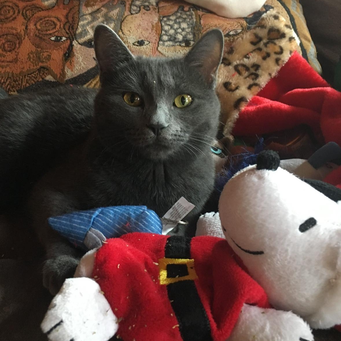 Enlarge Pip, a ADOPTABLE Domestic Short Hair in Rockford, MI image 2/6