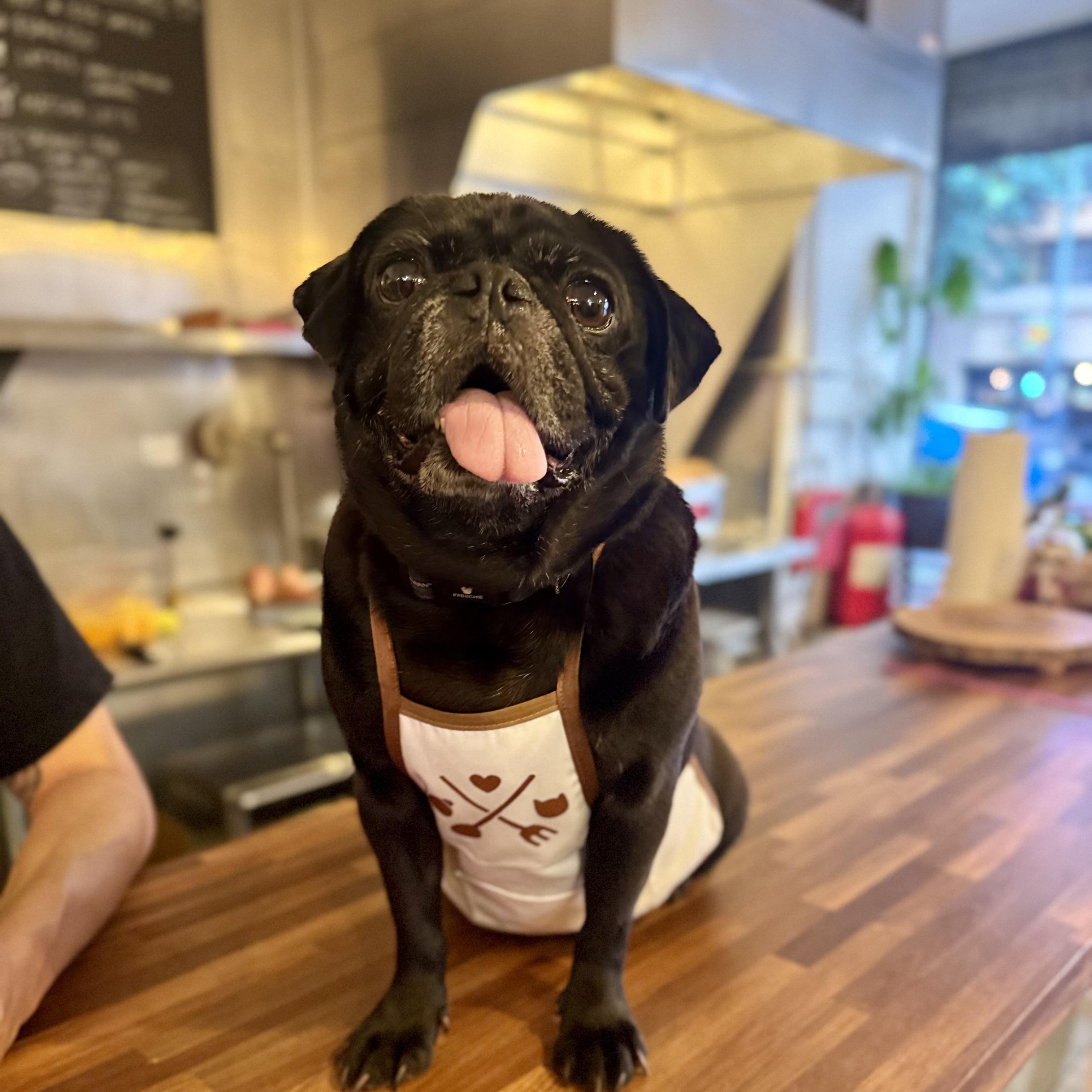 Velvet, ADOPTABLE, Senior Female Pug.