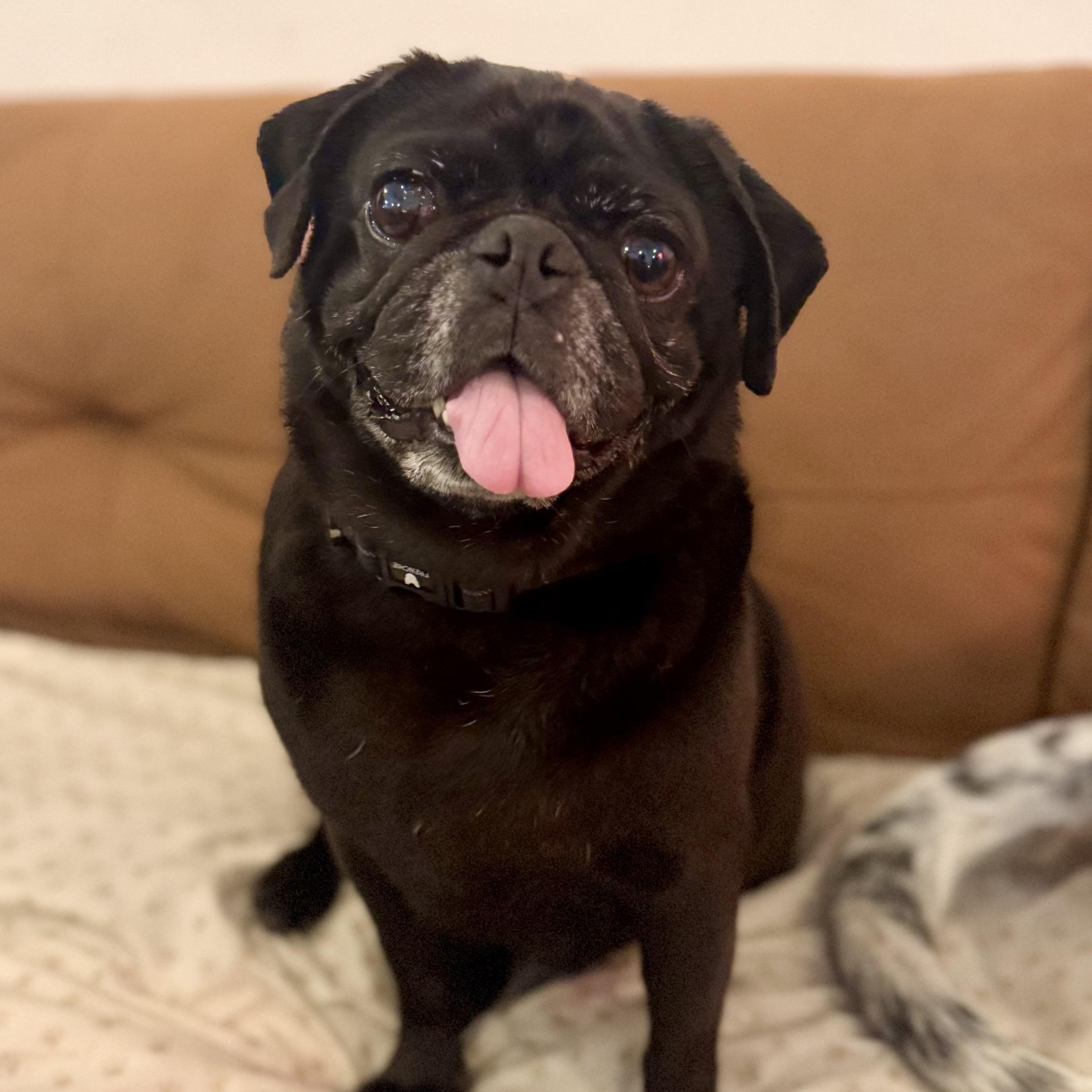 Enlarge Velvet, a ADOPTABLE Pug in Torrance, CA image 2/2