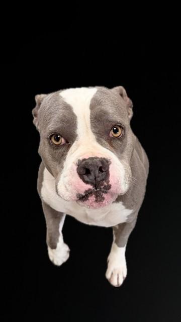 CRONA, Adoptable, Adult Female Pit Bull Terrier.