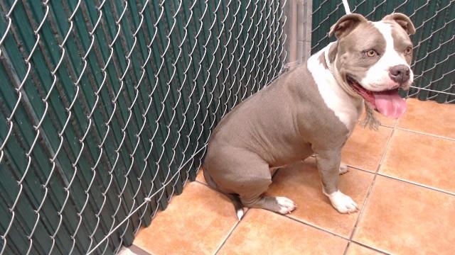 CRONA, Adoptable, Adult Female Pit Bull Terrier.