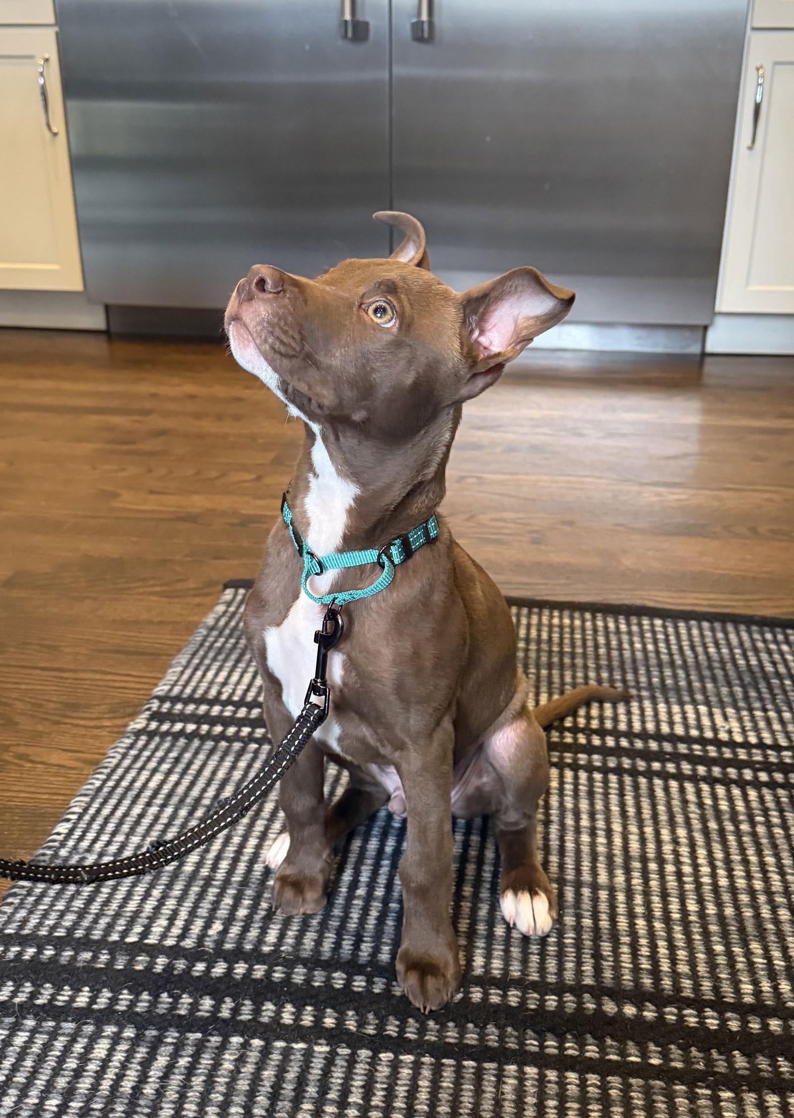 Beezy, Adoptable, Puppy Male American Staffordshire Terrier.