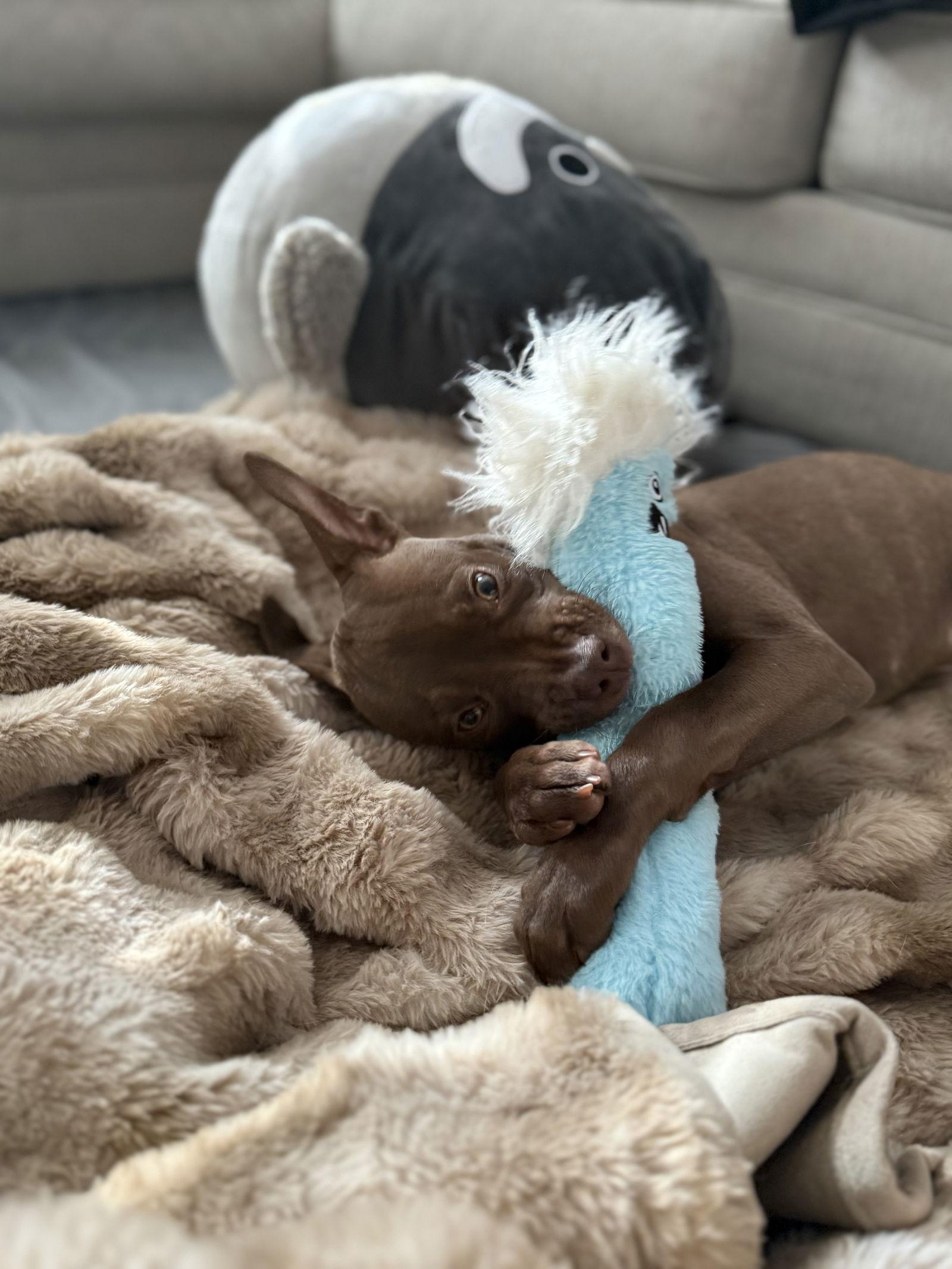 Beezy, Adoptable, Puppy Male American Staffordshire Terrier.