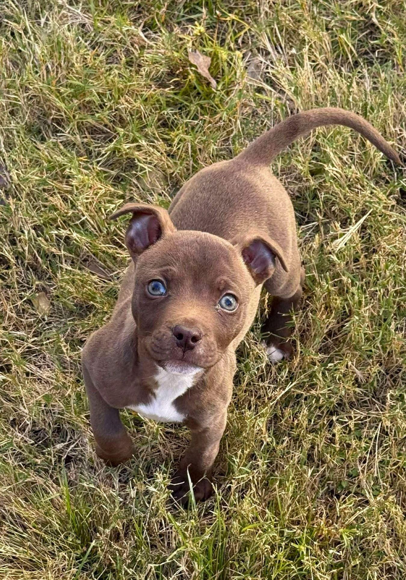 Beezy, a Adoptable American Staffordshire Terrier in Arlington, VA image 1/3