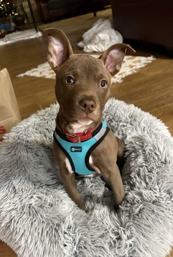 Beezy, a Adoptable American Staffordshire Terrier in Arlington, VA image 2/3