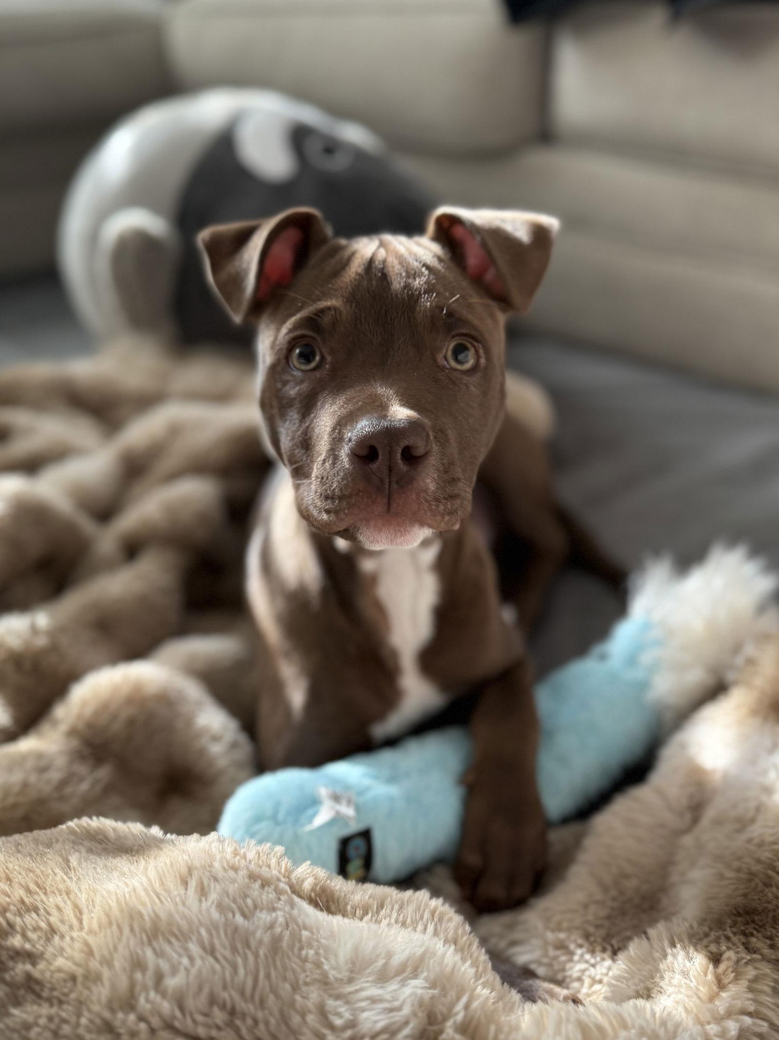 Enlarge Beezy, a Adoptable American Staffordshire Terrier in Arlington, VA image 2/3