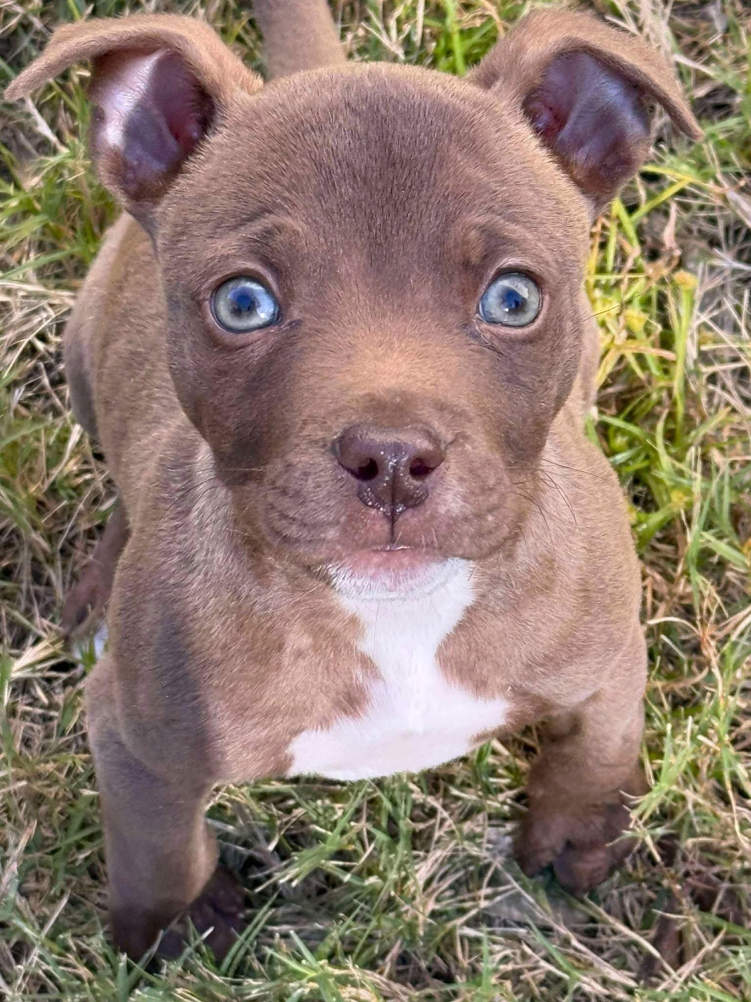 Beezy, a Adoptable American Staffordshire Terrier in Arlington, VA image 3/3