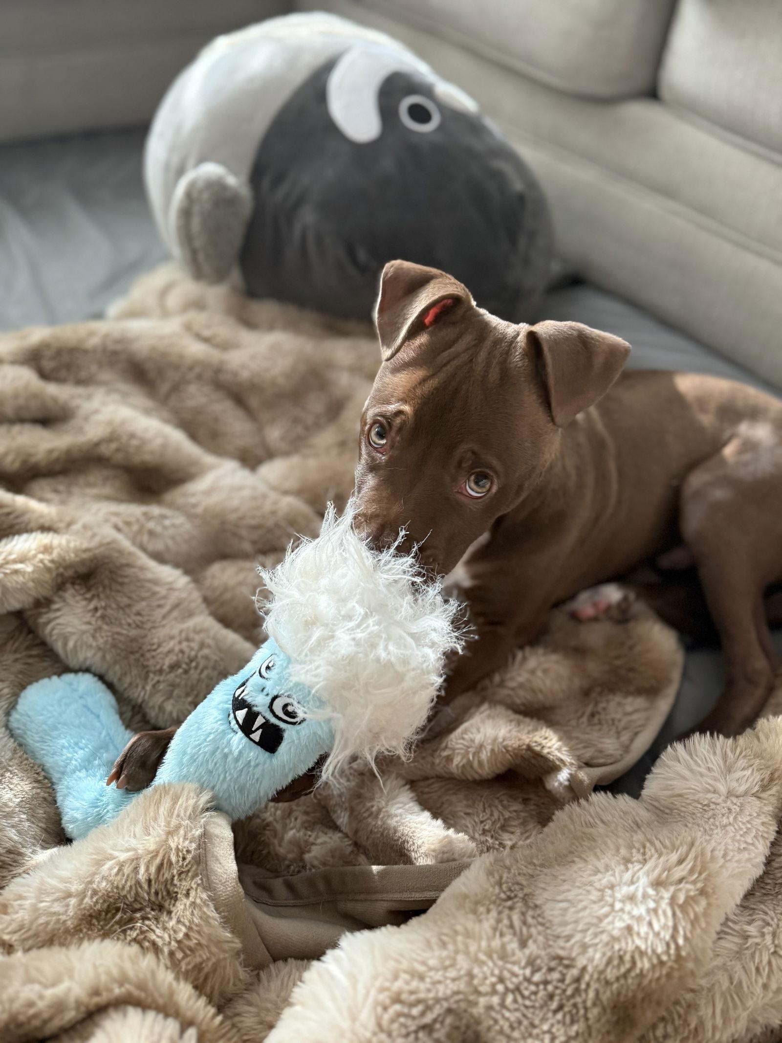 Enlarge Beezy, a Adoptable American Staffordshire Terrier in Arlington, VA image 3/3