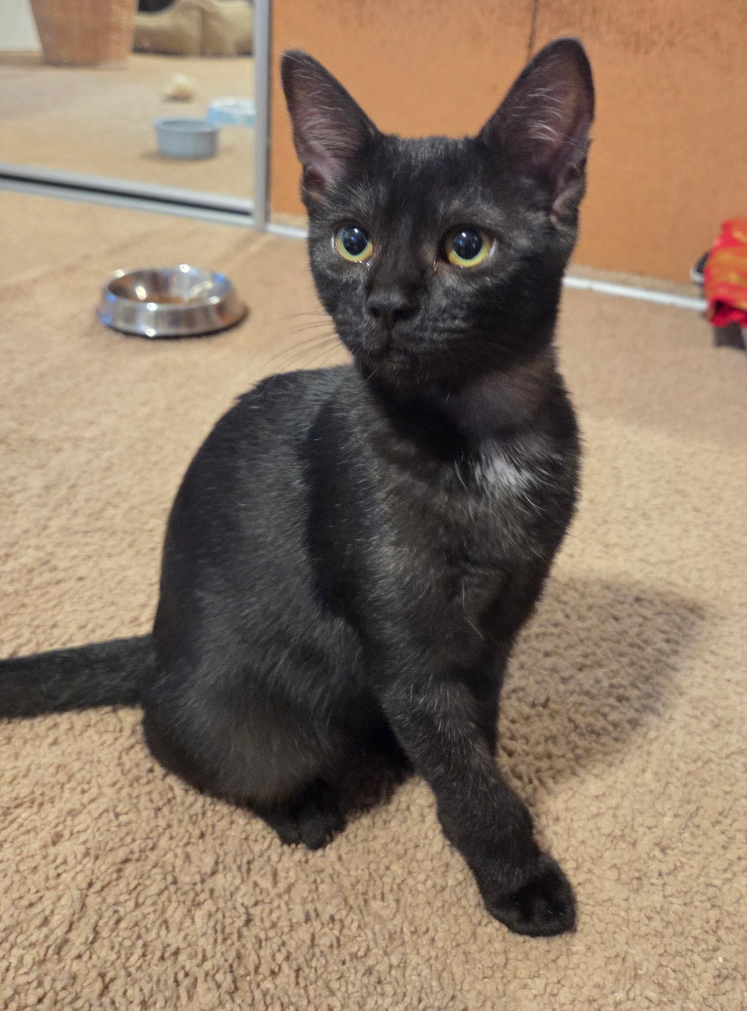 Julia, a ADOPTABLE Domestic Short Hair in Los Angeles, CA image 2/6