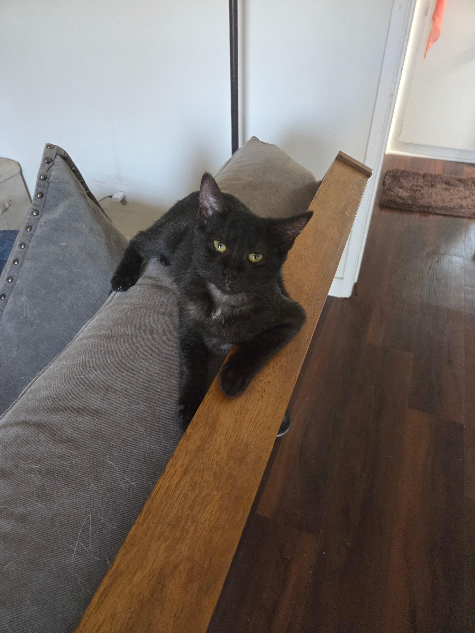 Julia, a ADOPTABLE Domestic Short Hair in Los Angeles, CA image 5/6