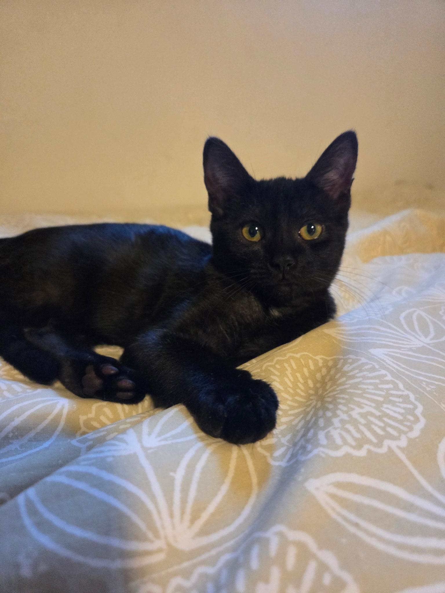 Julia, a ADOPTABLE Domestic Short Hair in Los Angeles, CA image 3/6