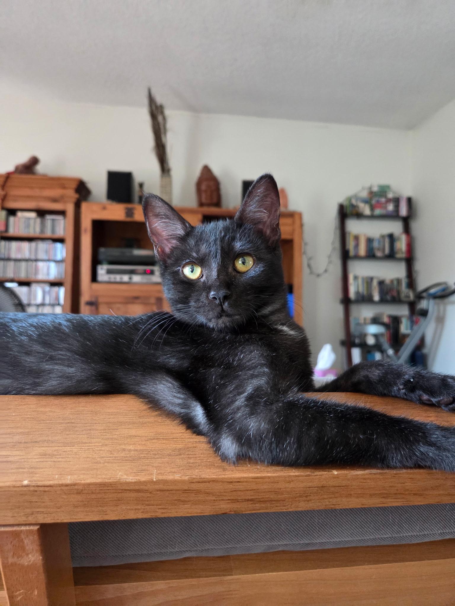 Julia, ADOPTABLE, Kitten Female Domestic Short Hair.